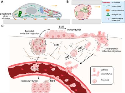 Plasticity in cell migration modes across development, physiology, and disease